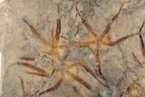 Slab With Multiple, Large Brittle Star Fossils - Morocco #196747-1